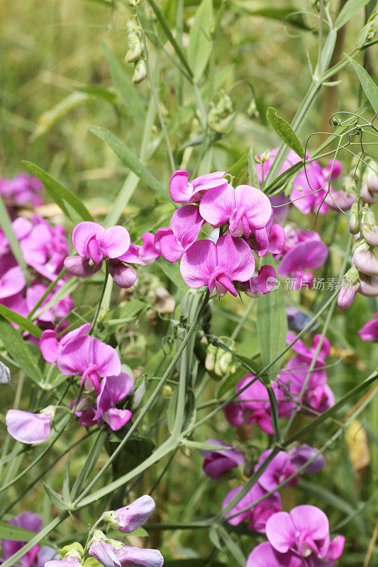 阔叶万年青豌豆(Lathyrus latifolius)